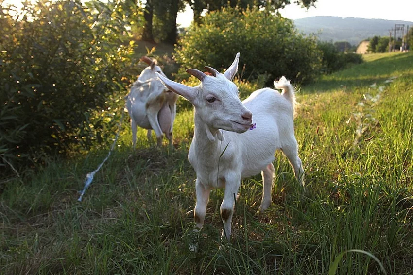 koza domaci narozena 3.4.2015 Zlin