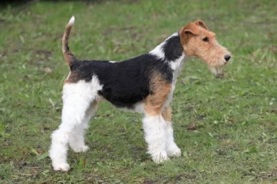 Prodám foxterier drsnosrstý