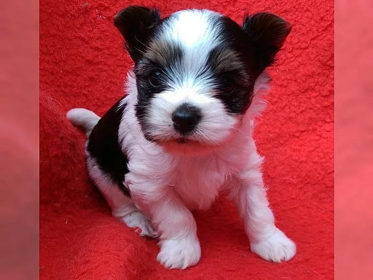 Biewer Yorkšírský teriér na prodej s PP