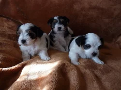 Biewer Yorkšírský teriér na prodej s PP