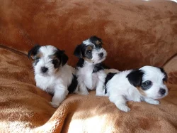 Biewer Yorkšírský teriér na prodej s PP