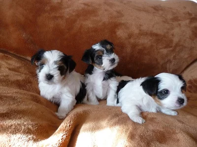 Biewer Yorkšírský teriér na prodej s PP