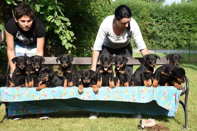Nádherná štěnátka Beaucerona s PP