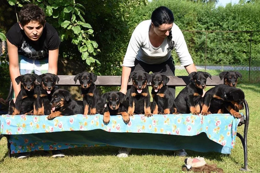 Nádherná štěnátka Beaucerona s PP