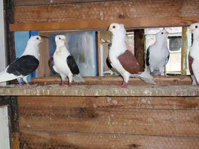 Staroněmecký racek štítník