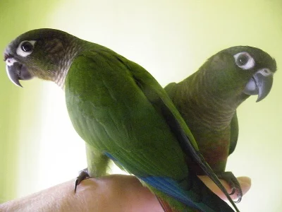 Pyrura zelenolící - ochočená mláďata