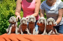 Výmarský ohař krátkosrstý s PP