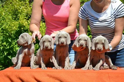 Výmarský ohař krátkosrstý s PP