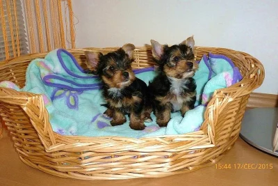 Jorkšírský teriér - štěňátka bez PP