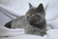 Britská koťátka s PP