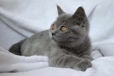 Britská koťátka s PP