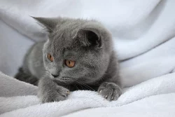 Britská koťátka s PP