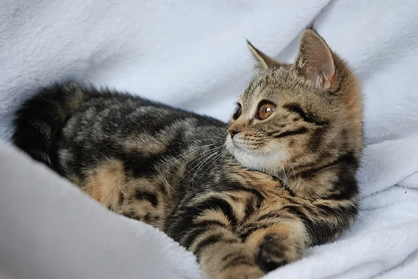 Britská koťátka s PP