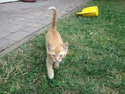 Daruji dva kocourky ZDARMA!!!