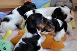 Biewer Yorkshire Terrier - PP IBC