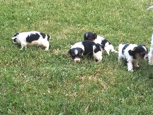 Biewer Yorkshire Terrier - PP IBC