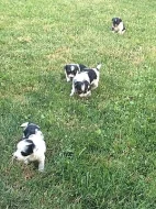 Biewer Yorkshire Terrier - PP IBC