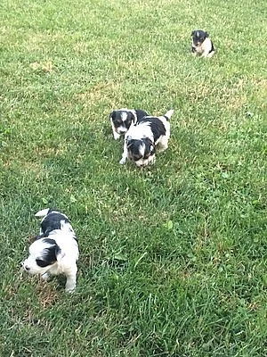 Biewer Yorkshire Terrier - PP IBC