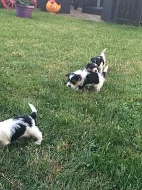 Biewer Yorkshire Terrier - PP IBC