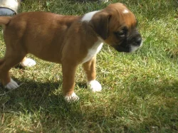 Německý boxer