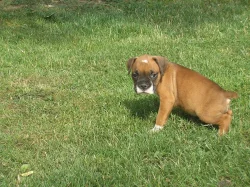 Německý boxer