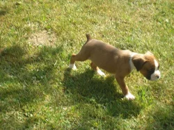 Německý boxer