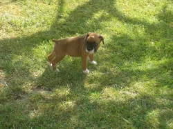 Německý boxer