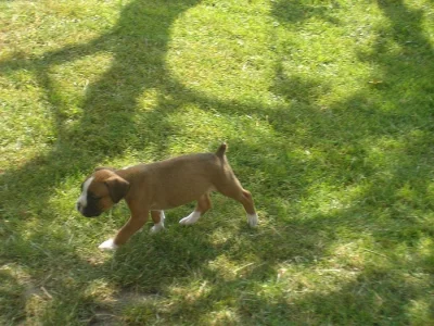 Německý boxer