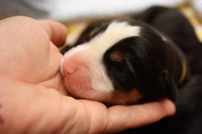 Šteniatka velkého švajčirskeho salašníckeho psa s PP