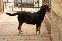 Šteniatka velkého švajčirskeho salašníckeho psa s PP