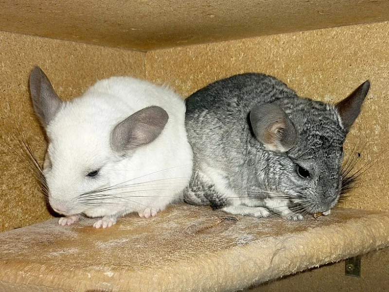 Chovný pár činčil jihoamerických