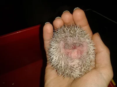 Prodám mláďata ježka bělobřichého