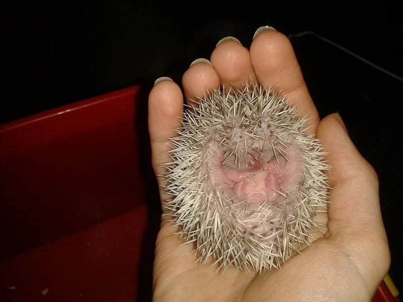 Prodám mláďata ježka bělobřichého