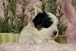 Čistokrevná Biewer Yorkshire štěňata na prodej 5500 CZK