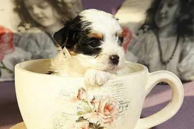 Čistokrevná Biewer Yorkshire štěňata na prodej 5500 CZK