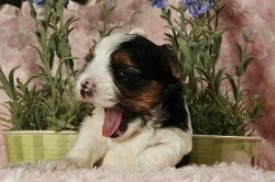 Čistokrevná Biewer Yorkshire štěňata na prodej 5500 CZK