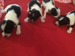 Čistokrevná Biewer Yorkshire štěňata na prodej 5500 CZK