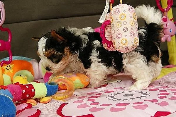 Čistokrevná Biewer Yorkshire štěňata na prodej 5500 CZK