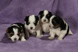 Čistokrevná Biewer Yorkshire štěňata na prodej 5500 CZK