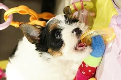 Čistokrevná Biewer Yorkshire štěňata na prodej 5500 CZK