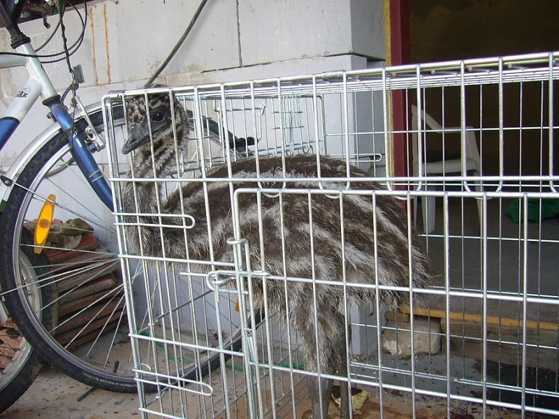 Daruji mládě pštrosa Emu hnědý