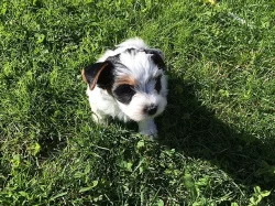 Biewer yorkšírský terier