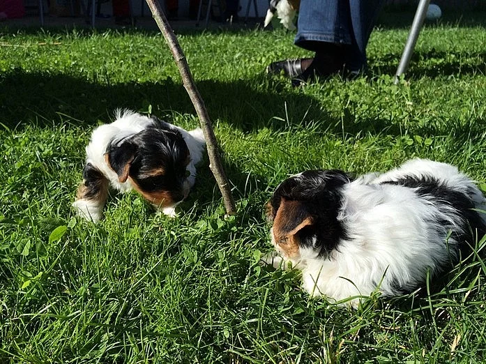 Biewer yorkšírský terier