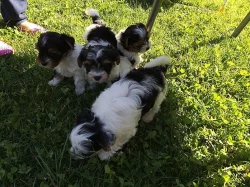 Biewer yorkšírský terier