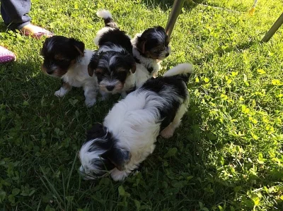 Biewer yorkšírský terier