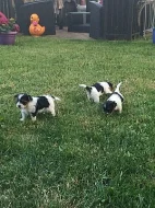 Biewer yorkšírský terier