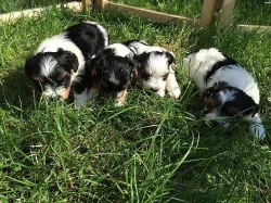 Biewer yorkšírský terier