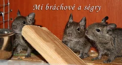 Daruji osmáky degu