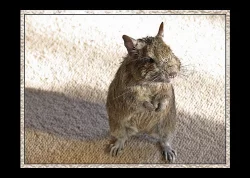 Daruji osmáky degu