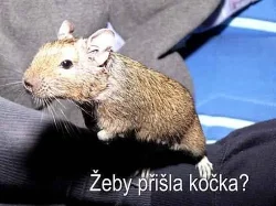 Daruji osmáky degu